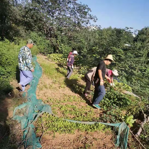 舜世社区环保网格员“清理河道菜地”专项整治工作