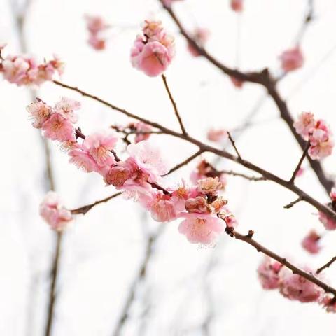 繁花似锦