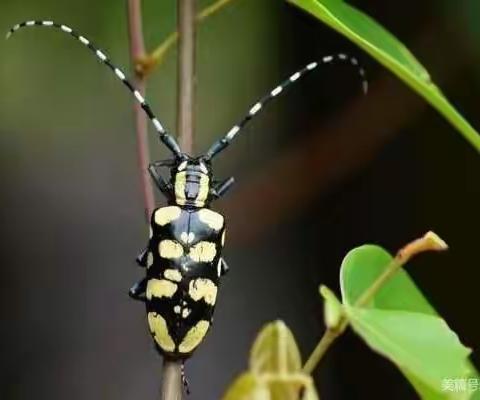 千喜龙庭幼儿园—哈佛一班——小蜜蜂嗡嗡嗡🐝🐝🐝🐝