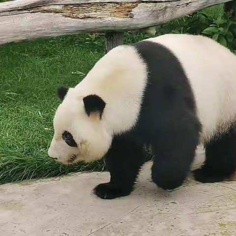 2022.7.9动物园一日游