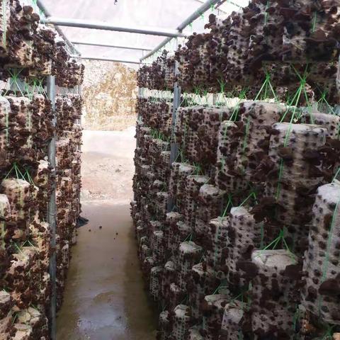 春季菌菇长势强