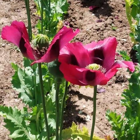 中科院植物所春花满园