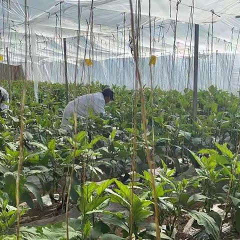 黄南州农检中心开展“春节、两会”期间农产品质量安全专项抽检工作