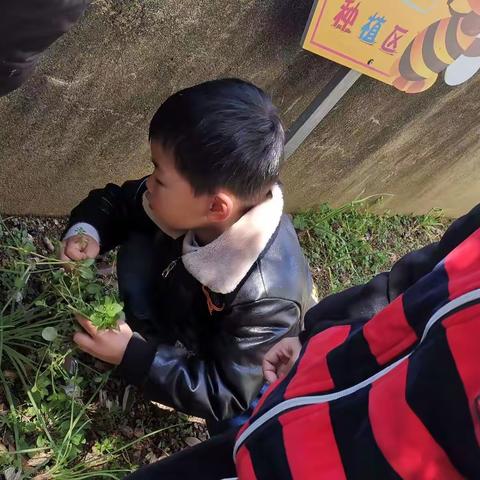 荷尧镇实验幼儿园大一班班本课程——昆虫记