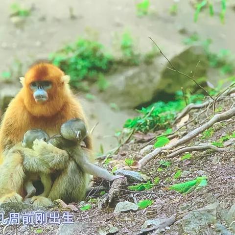 初中数学习题解答（五～2）2022.12.16