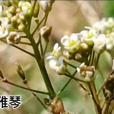 春光正好  花开疫散——记邓家庄小学六年级摄影展