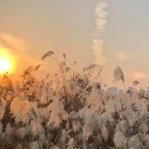 芦花缘