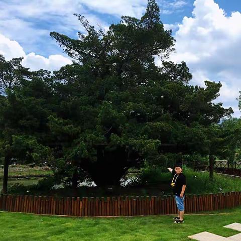 【社会实践】千年沉淀，情怀古树      —浏阳古树名木  青竹湖湘一外国语学校小学部三年级8班李睿