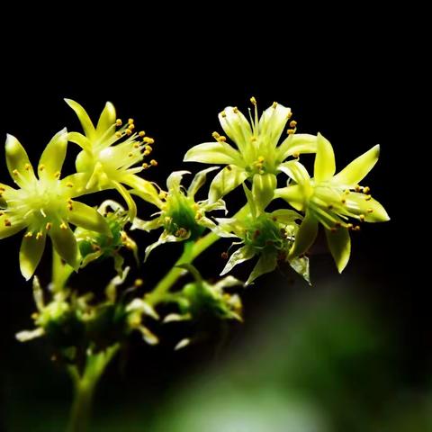 花卉摄影——毛叶莲花掌花（110）