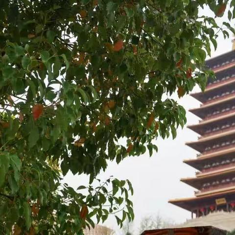 陈妍萱-探寻文化