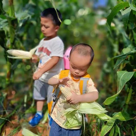 走进菜园，快乐采摘—凤凰街道办事处第二幼儿园暑假社会实践活动