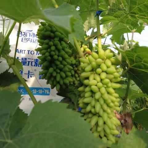 冬季修剪葡萄的技术要点你了解吗？