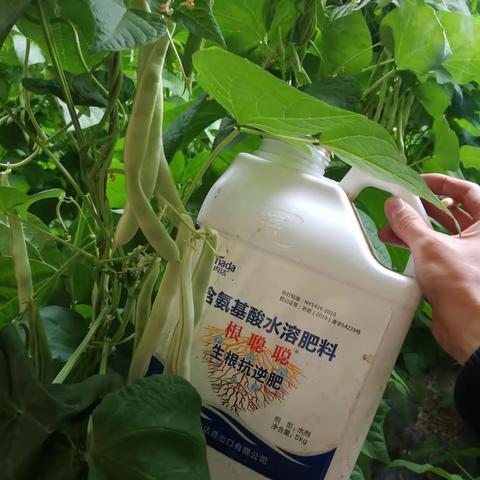 豆角增产百分之20，只需4招