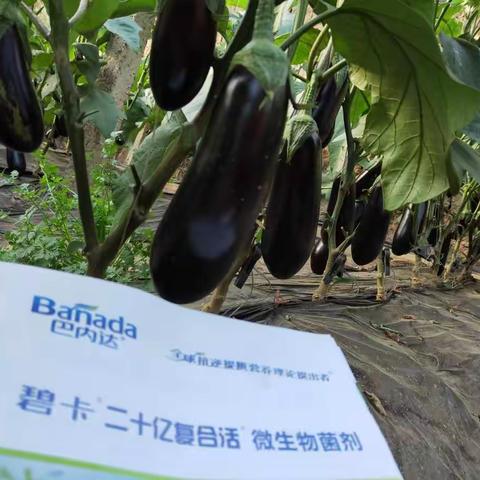 茄子夏季如何管理能高产