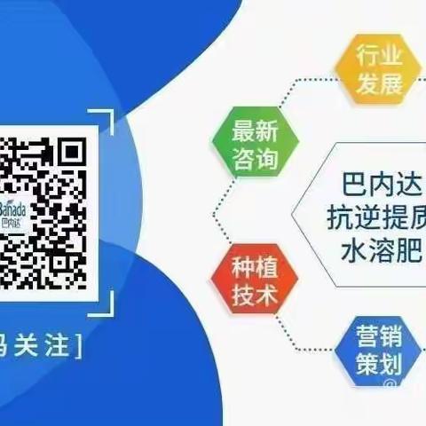 "根是叶的嘴"带你全方面了解碧卡，养根秘籍！！！