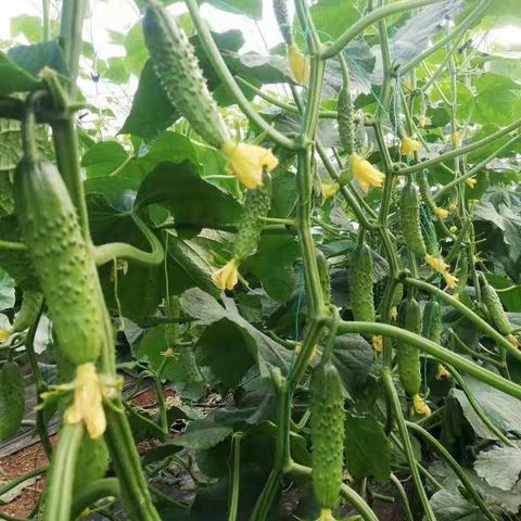 黄瓜膨果不好的原因，以及解决的方法是什么