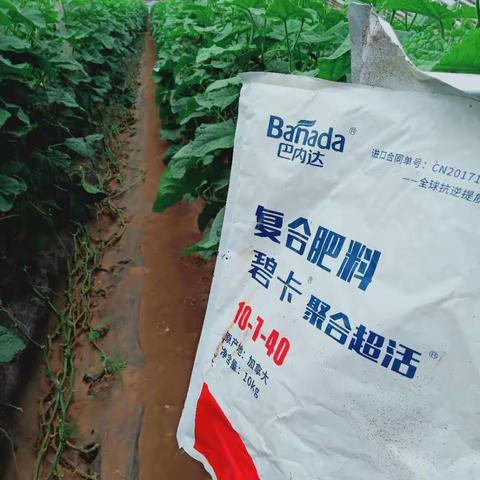 黄瓜化瓜的形成原因和预防