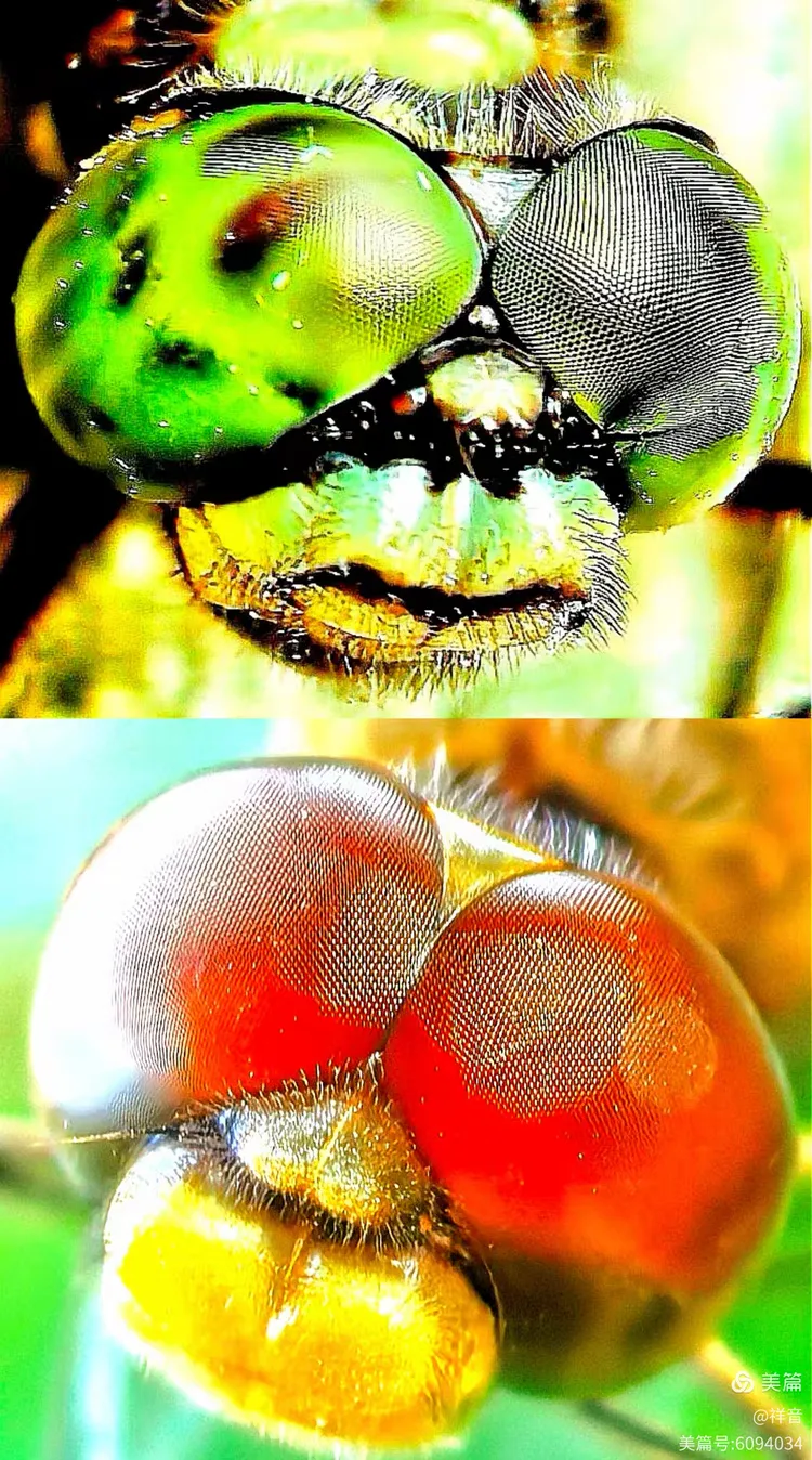 蜻蜓的眼睛被称为什么