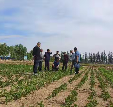 自治区农业农村厅组织离退休专家深入田间地头开展志愿服务活动