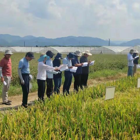 婺城区第一良种场圆满完成全省连晚品种试验任务