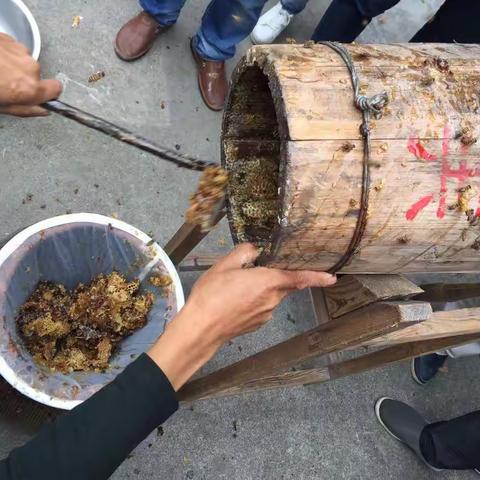 “采蜜节”引游客“蜂拥而至”，在住龙镇西井村共度甜蜜周末！