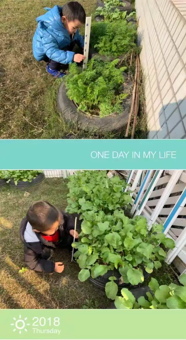 我来给萝卜量一量身高!