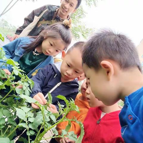 森林课-五行-五行相克-木克土