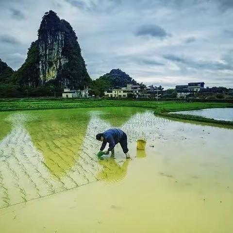 豆苗成长记