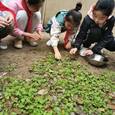 品尝成果    收获喜悦——合肥市香格里拉小学四（3）中队体验劳动实践成果活动