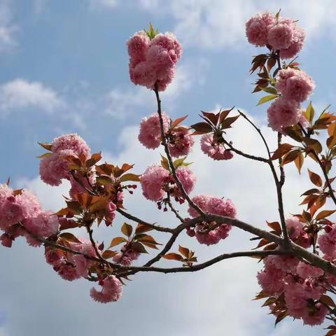 【九龙乡校】春暖花开终盼你归——复学第一天纪实