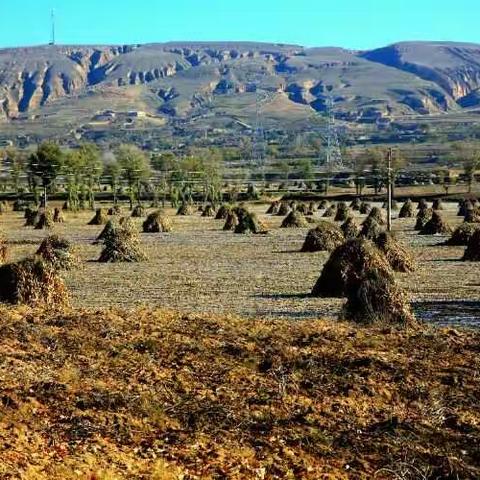 家乡靖边的秋色真美，！一场连绵的秋雨虽然让她姿色退却了些，但还是掩饰不住她的美！