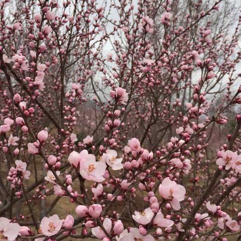 桃花盛开 ，清风自来