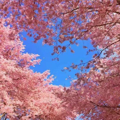 【春来“疫”去，万物可期】实验幼儿园小班组第八期亲子教学展示