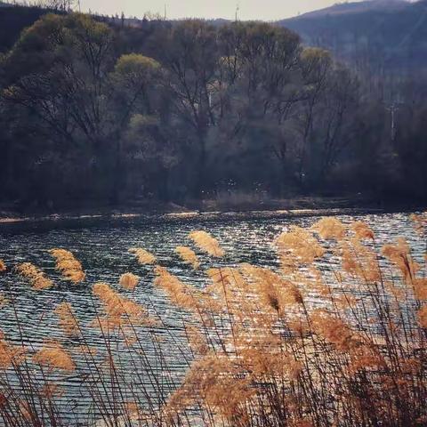 春日寻芳沁河畔