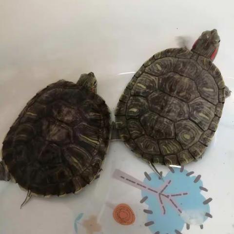 小乌龟记