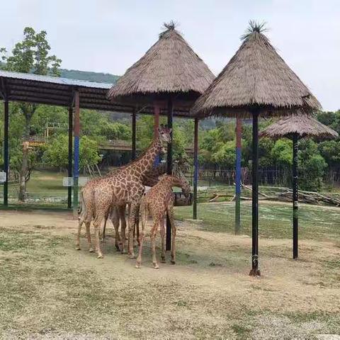 马腰小学二年级研学之旅———龙之梦动物园