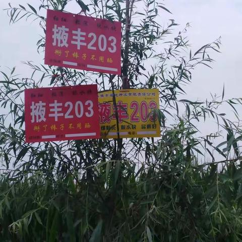 掖丰203柘城县各乡镇大田表现