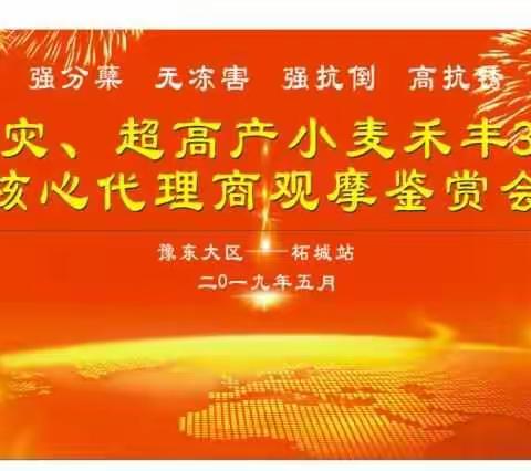 抗灾超高产 禾丰3号2019年观摩品鉴会柘城站