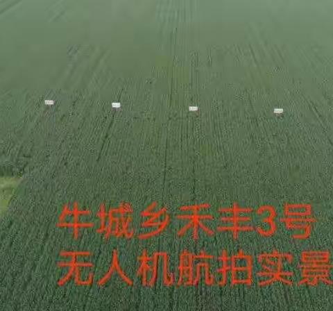 小麦旗叶干尖咋回事，会不会影响产量?
