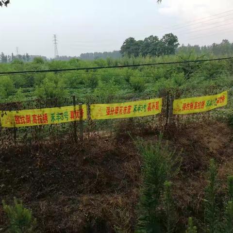 品种我们是过硬的  宣传我们是专业的