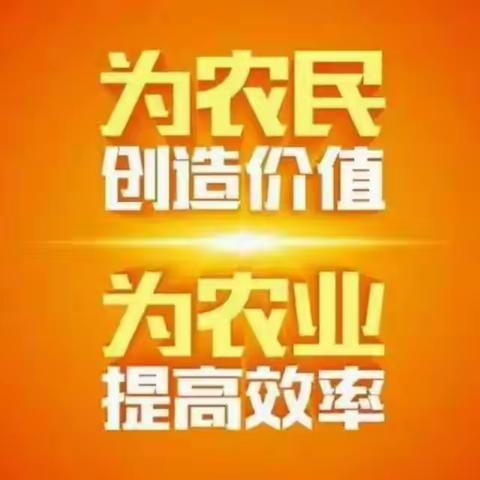 2019年禾丰3号柘城本土种植各个时期的完美表现！