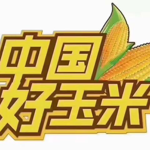 矮杆  早熟  耐密  掖丰402                招商热线:   17814597666