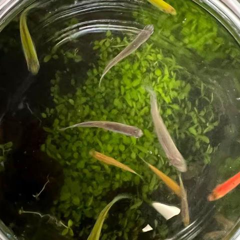 水草生长的秘密㊙️