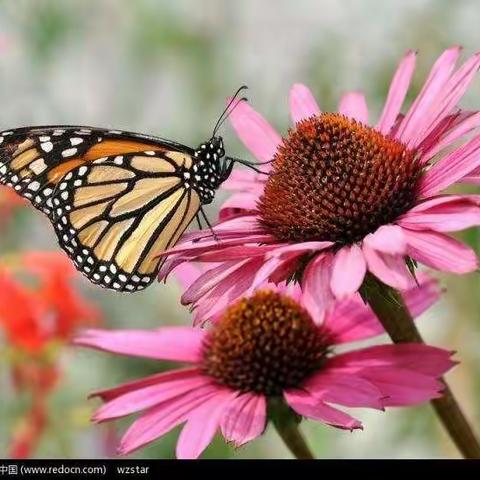 中班六月主题《蝴蝶姑娘》