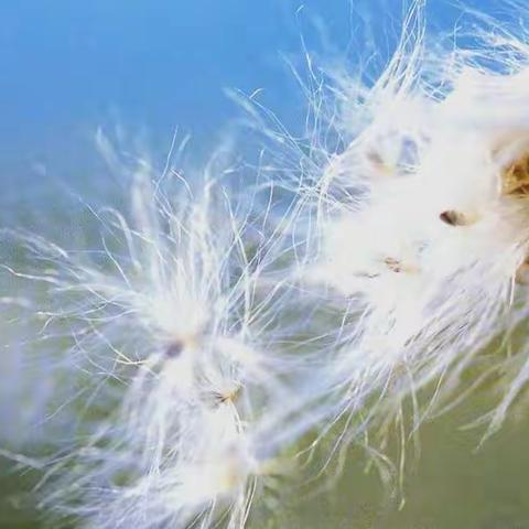 《风儿轻轻吹》中班家长一封信