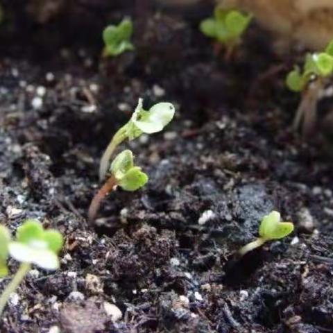 大班主题《走！去郊游》家长一封信