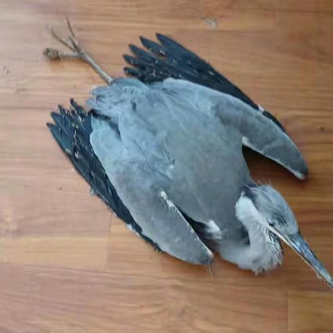 曲周：及时救助国家“三有”保护动物——苍鹭