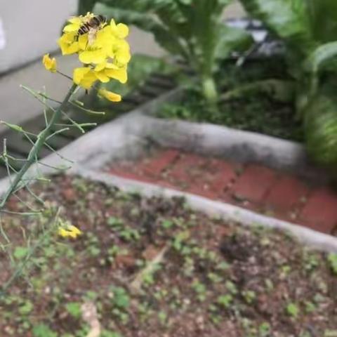 【课题动态】油菜花海的畅想