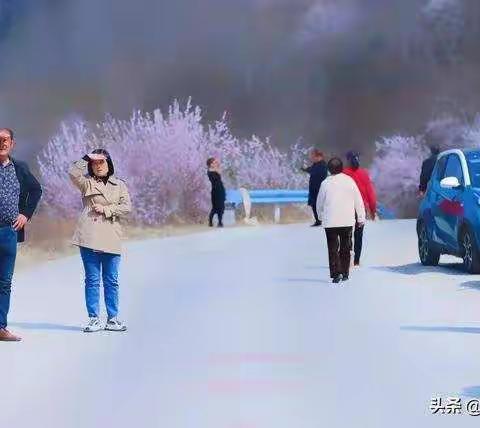 桃之夭夭  灼灼其华