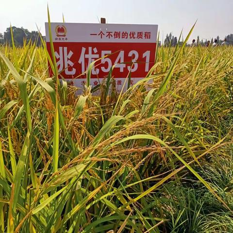 我是新型职业农民